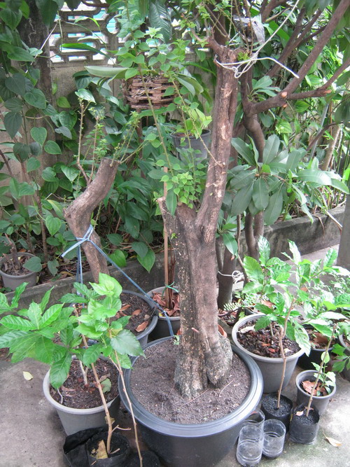 ตอเฟื่องฟ้าสาวิตรี ลำต้น 5-6 นิ้ว (กระถาง) / ต้น