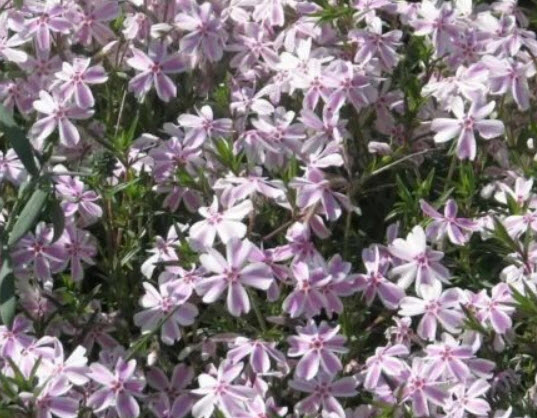 มอสฟล็อกซ์ - กิโมโน (Moss Phlox - Kimono) / 5 เม็ด (UK)