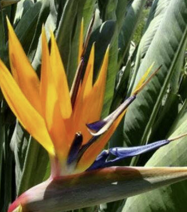 ปักษาสวรรค์ (Strelitzia reginae) สีส้ม / 3 เม็ด (Portugal)