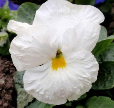 แพนซี่สวิส (Pansy Swiss - White Lady) / 260 เม็ด (UK)