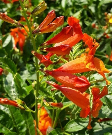 ต้นทองอุไร สีแดง-ส้ม สูง 20-35 ซ.ม. / ต้น