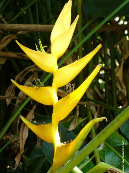 เฮลิโคเนีย (Heliconia Champneiana - Maya Gold) / 3 เม็ด (UK)