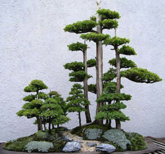 สนขาวญี่ปุ่น (Japanese White Pine) / 20 เม็ด