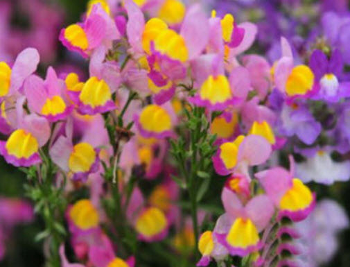โทดแฟล็กซ์ (Toadflax / Baby Snapdragon) / 7,500 เม็ด (UK)