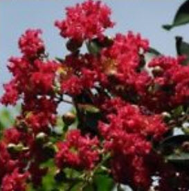 เมล็ดยี่เข่ง คละสี / 100 เม็ด (นอก)