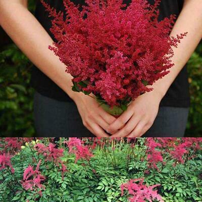 อัสดง (Astilbe) สีแดง / 50 เม็ด