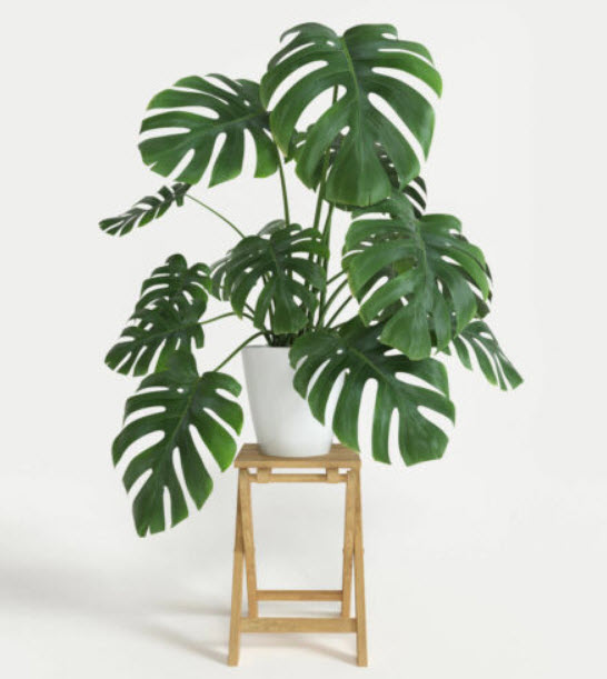 มอนสเตร่า ไจแอนท์ (Monstera Giant) / 5 เม็ด (USA)*