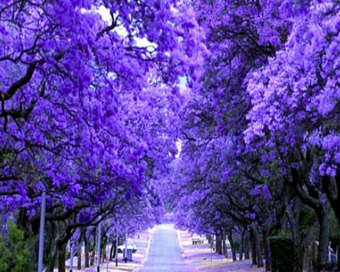 ศรีตรัง (Jacaranda mimosifolia) / 60 เม็ด (UK)
