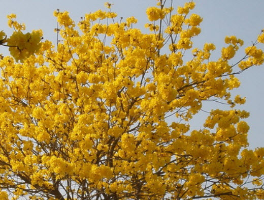 เหลืองเชียงราย (Golden Trumpet Tree) / 20 เม็ด