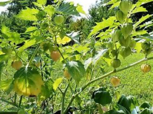 เคป กู๊สเบอรี่ (Cape Gooseberry) / 220 เม็ด (UK)
