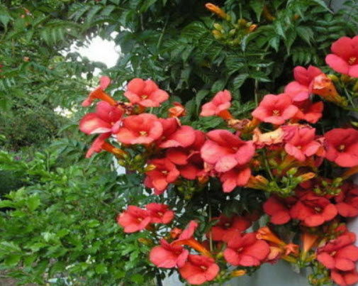 มธุลดา ดอกสีแดง (Red Trumpet Vine) / 10 เม็ด (Serbia)
