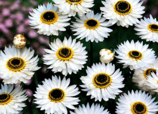 ดอกกระดาษ (Straw flower / Paper Daisy) คละ / 200 เม็ด (UK)