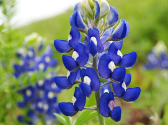 บลูบอนเน็ต (Bluebonnet) / 25 เม็ด (USA)