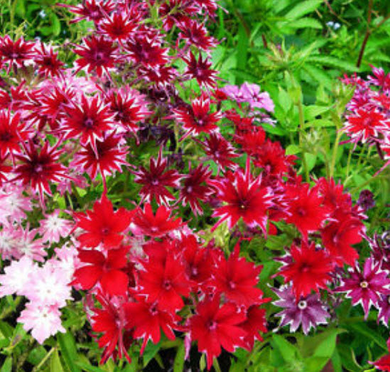 ฟลอกซ์ดาว (Phlox Twinkle Star) คละ / 600 เม็ด (UK)