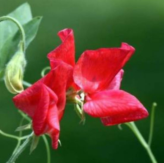 สวีทพี แมมมอธ (Sweet Pea Mammoth) คละ / 100 เม็ด