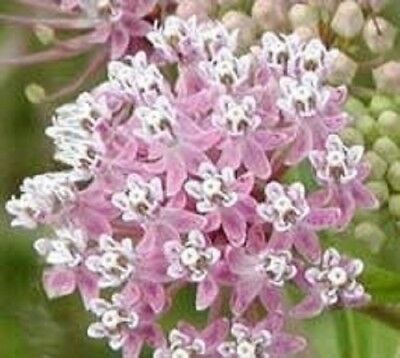 มิลค์หวีด ชมพู (Pink Common Milkweed) / 50 เม็ด (USA)