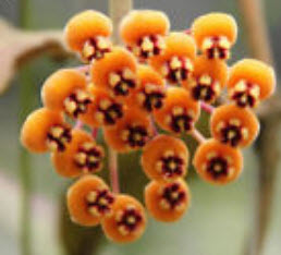 Hoya Kerrii สีส้ม / 300 เม็ด
