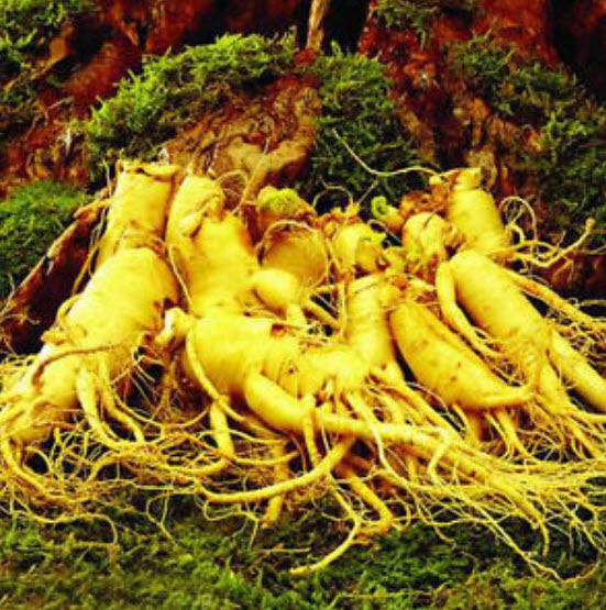 โสมเกาหลี (Panax Ginseng) / 25 เม็ด