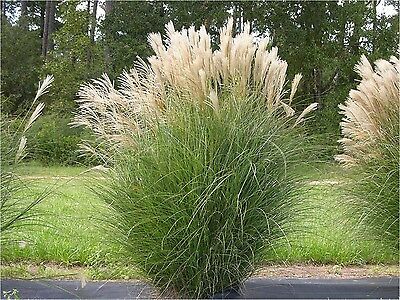 หญ้ามิสแคนทัส (Big Miscanthus) / 50 เม็ด (Germany)