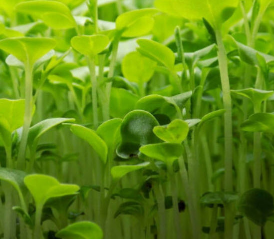 กรีน มิซูนา (Green Mizuna) / 10 กรัม (Netherlands)