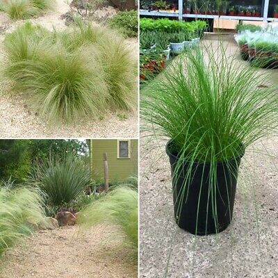 หญ้าขนเม็กซิกัน (Mexican Feather Grass) / 100 เม็ด