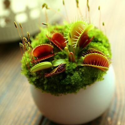 กาบหอยแครง (Venus Flytrap) / 100 เม็ด (S079)