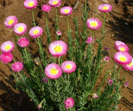 ดอกกระดาษ (Straw flower / Paper Daisy) คละ / 200 เม็ด (UK)