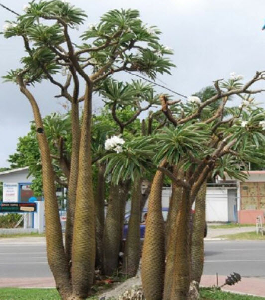 ปาล์มมาดากัสการ์ (Madagascar Palm) / 5 เม็ด (France)