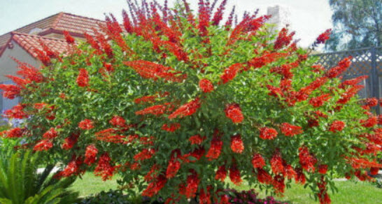 มโนรมย์ (Coral Tree) / 5 เม็ด (Portugal)