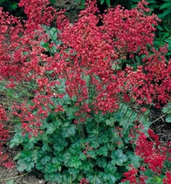 ฮิวเชร่า (Heuchera - Bressingham Hybrid) / 100 เม็ด (Australia)