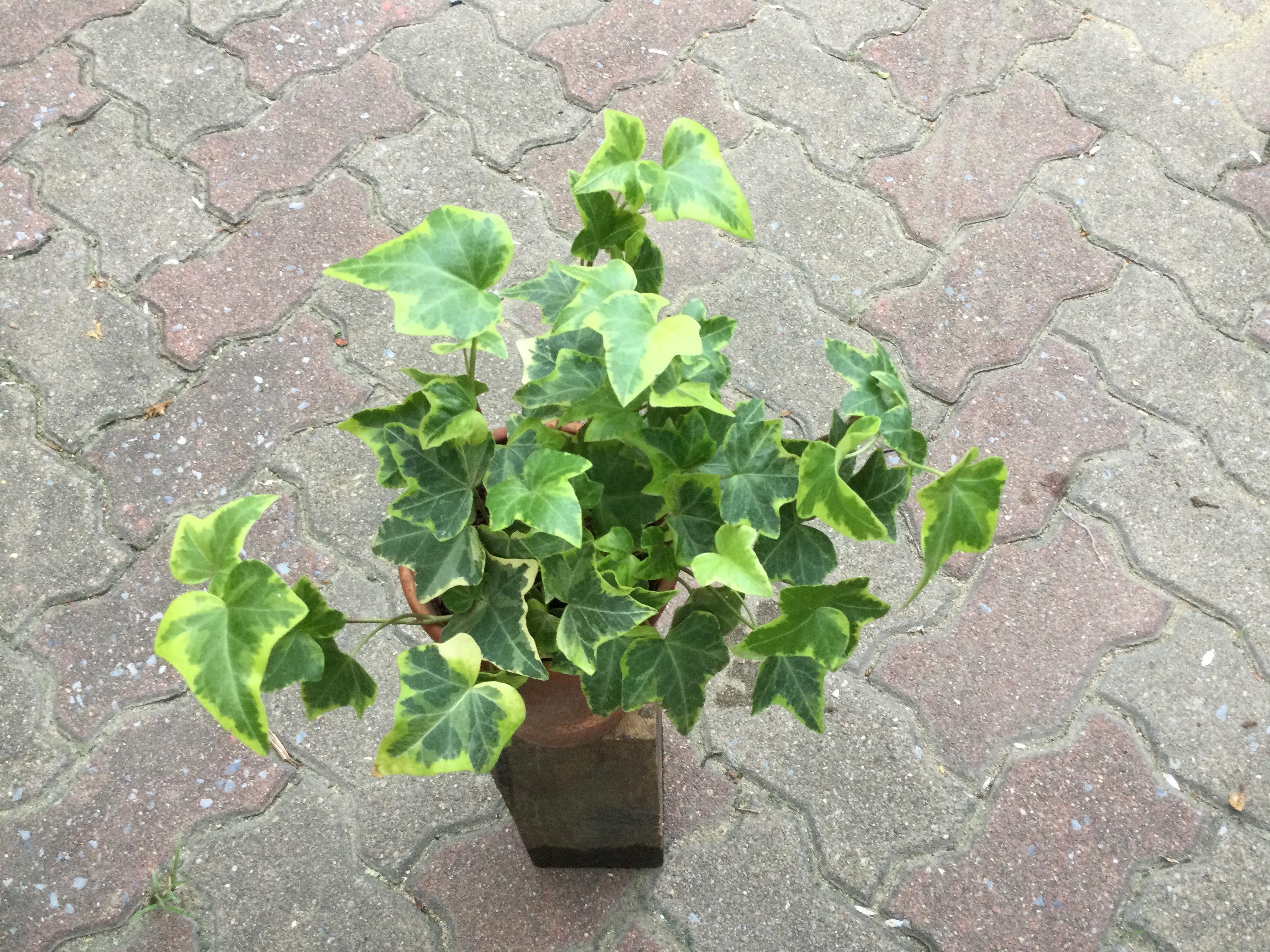 ต้นไอวี่ ใบด่างขาว กระถาง 4 นิ้วทรงสูง / ต้น