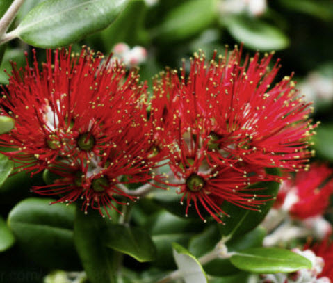 คริสต์มาสนิวซีแลนด์ ดอกแดง (Red Pohutukawa / Metrosideros excelsa) / 100 เม็ด (Portugal)