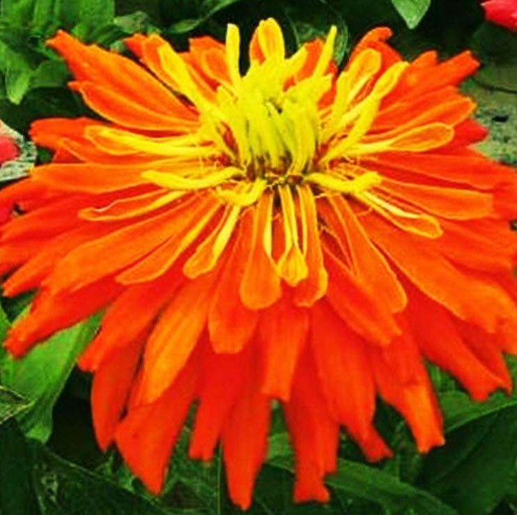 บานชื่น (Zinnia) สีส้ม / 50 เม็ด (A233)