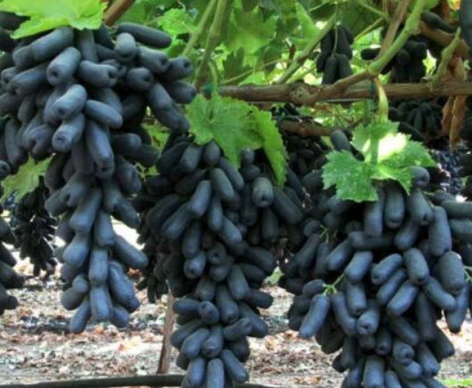 ต้นองุ่นนิ้วแม่มด (Finger grape) / ต้น