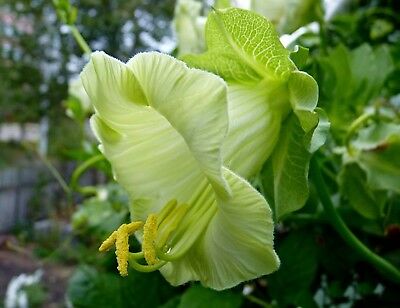 แคทเธอดรัล เบลล์ (Cathedral Bells) สีขาว / 8 เม็ด (Ukraine)