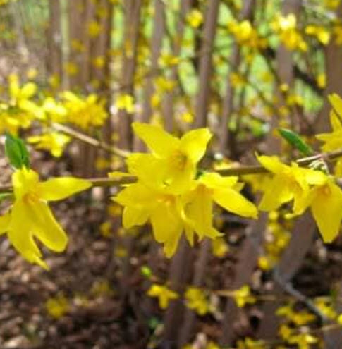 ต้นเหลี่ยงเคี้ยว / ฟอซีเธีย (Weeping Forsythia) กระถาง 10 นิ้ว สูง 80-100 ซ.ม. (China)