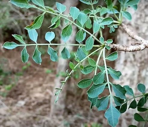 ต้นมารูลา หรือต้นช้างเมา (African Marula) เพาะเมล็ด จากต่างประเทศ