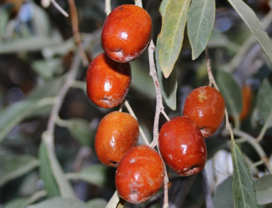 ซิลเวอร์ เบอรี่ หรือมะกอกรัสเซีย (Russian Olive / Silver berry) / 5 เม็ด (Spain)