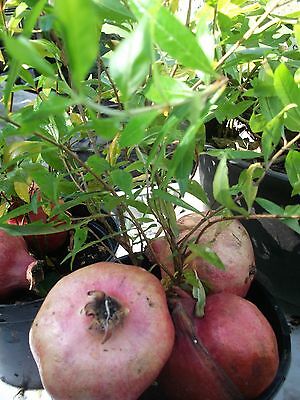 ทับทิมสเปน (Spanish Pomegranate) / 20 เม็ด (UK)