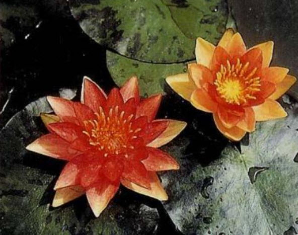บัวอัลเดียน่า สีแสด / 100 เม็ด