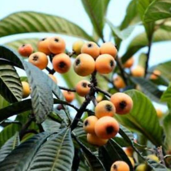 บ๊วยจีน หรือโลควอท (loquat) / 10 เม็ด (China)