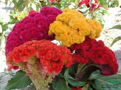 หงอนไก่ (Cockscomb) ดอกคละสี / 100 เม็ด