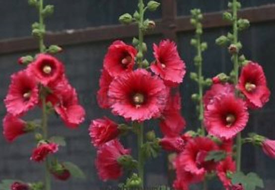 ฮอลลี่ฮ็อค ดอกใหญ่ (Giant Hollyhock) สีแดงกุหลาบ / 50 เม็ด