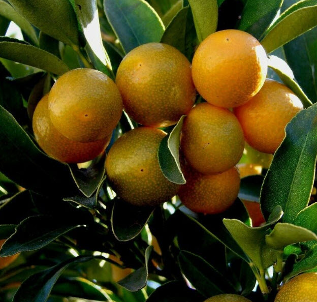 ต้นส้ม คัมควอท Kumquat ส้มกินทั้งเปลือก สูง 40-50 ซ.ม. ส้มกิมจ๊อ