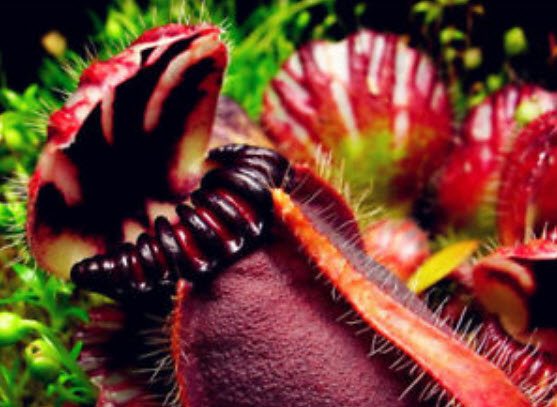 กระเป๋าจิงโจ้ (Cephalotus Giant Clip) คละ / 100 เม็ด