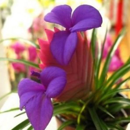 ดอกสับปะรด (Pineapple flowers) คละ / 10 เม็ด