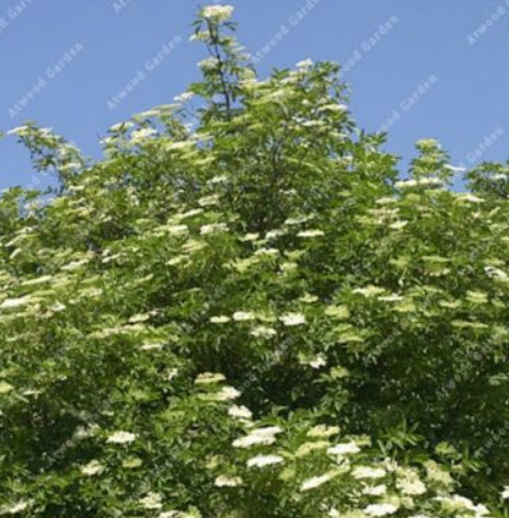 อัลเดอร์เบอรี (Elderberry) / 10 เม็ด (นอก)