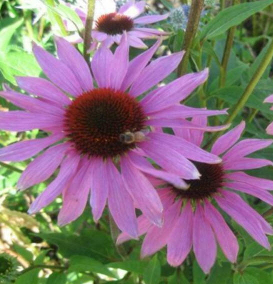 เอ็กไคนาเซีย (Echinacea - Dark Knight) สีม่วง / 200 เม็ด