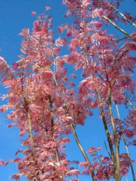 มะฮ็อกกานีจีน (Chinese Mahogany / Pink tree) / 10 เม็ด (UK)