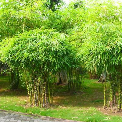 ไผ่บอนไซ (Bamboo bonsai) / 50 เม็ด